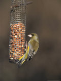 Greenfinch  Male Feeding on Peanutfeeder  UK