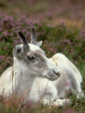 Reindeer  Rangifer Tarandus  Scotland