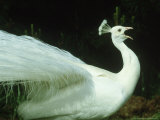 Peacock  Pavo Cristatus  White Form Calling