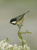 Coal Tit  Perched on Twig in Winter  Scotland