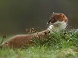 Stoat