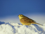 Yellowhammer  Emberiza Citrinella Male Perched in Snow Str Athspey  Scotland