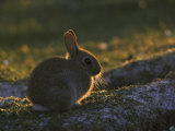 European Rabbitoryctolagus Cuniculusyoungster