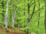 Common Beech in Early Spring  Scotland