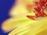 Yellow Daisy  Scotland