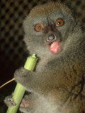Bamboo Lemur  Feeding on Bamboo