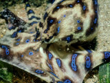 Blue-Ring Octopus  Head  Australia