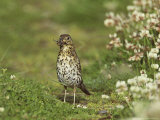 Song Thrush  Adult Searching for Earthworms  Scotland  UK