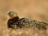 Red Grouse
