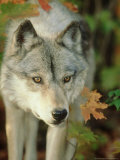 Timber Wolf  Close-up Portrait in Autumn Foliage  USA