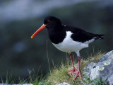 Oystercatcher