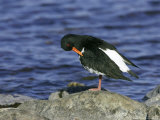 Oystercatcher  Adult Preening on Rock  Scotland