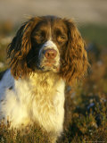 Springer Spaniel  Scotland