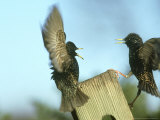 Starling  Sturnus Vulgaris  Two Birds Flying  S Yorks