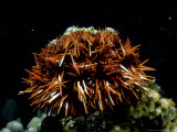 Sea Urchin  SJapan