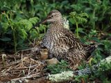Curlew