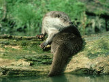 European Otter  Shows Webbed Feet  UK