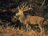 Red Deer  Stag in Bracken  Autumn Colours  UK