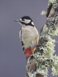 Great Spotted Woodpecker  Perching on Branch  Scotland