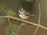 Crested Tit  Adult Perching  Scotland