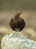 Red Grouse  Male on Rock  UK