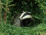 Badger  Amongst Vegetation  UK