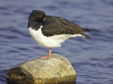 Oystercatcher  Adult Resting  Scotland