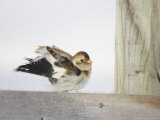Snow Bunting  Adult Female Preening  Scotland