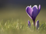 Crocus  Flower Backlit  Scotland