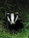 Badger