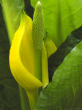 Skunk Cabbage  Close-up of Flower Spike