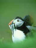 Atlantic Puffin  Fratercula Arctica Close-up of Adult with Sand Eels  Scotland  UK
