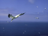 Gannet  Sula Bassana in Flight Bass Rock