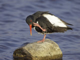 Oystercatcher  Adult Scratching  Scotland