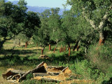 Cork Woodland Showing Freshly Harvested Cork Bark  Corsica