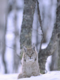 European Lynx  Youngster Lying on Snow in Birch Forest  Norway