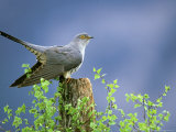 Cuckoo  Perched on Post  Scotland
