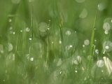 Water Droplets on Grass  Close-up Detail Yorkshire  UK