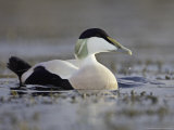 Eider  Adult Male in Breeding Plumage  Scotland