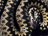 Adder  UK