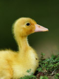 Duckling
