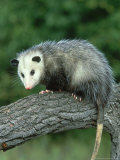 Opossum on Branch  USA