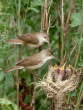 Reed Warbler  Acrocephalus Scirpaceus Pair at Nest with Chicks  UK