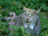 Lynx  Lynx Canadensis Close-up Portrait USA