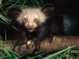 Aye-Aye  4 Month Old Infant on Branch  Duke University Primate Center