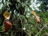 Kinabalu Pitcher Plant  Mount Kinabalu  E Malaysia