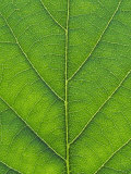 Oak Leaf  Close-up Detail  England