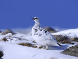 Ptarmigan  Male in Winter Plumage on Snow  UK