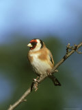 Goldfinch  Carduelis Carduelis Perched on Small Branch UK