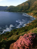 Hout Bay  Cape Peninsula  S Africa